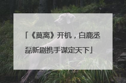 《莫离》开机，白鹿丞磊新剧携手谋定天下