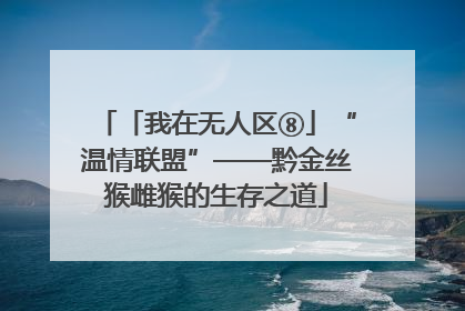 「我在无人区⑧」“温情联盟”——黔金丝猴雌猴的生存之道