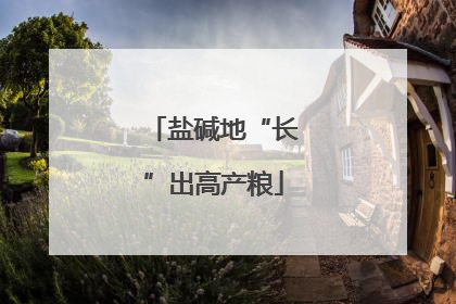 盐碱地“长”出高产粮