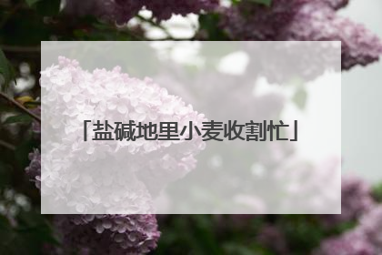 盐碱地里小麦收割忙