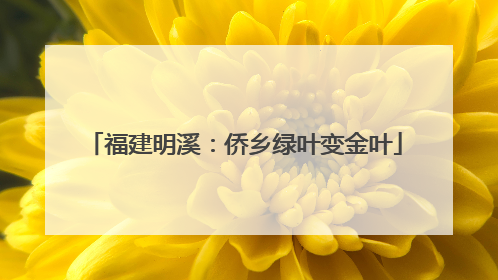 福建明溪：侨乡绿叶变金叶