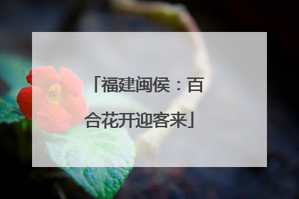 福建闽侯：百合花开迎客来