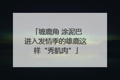 缠鹿角 涂泥巴 进入发情季的雄鹿这样“秀肌肉”