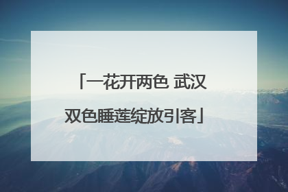 一花开两色 武汉双色睡莲绽放引客