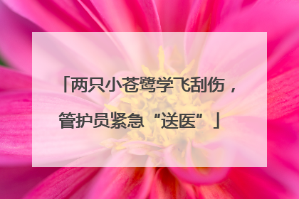 两只小苍鹭学飞刮伤，管护员紧急“送医”