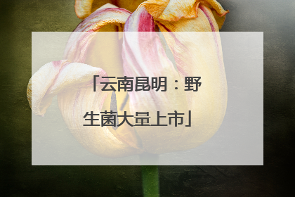 云南昆明：野生菌大量上市