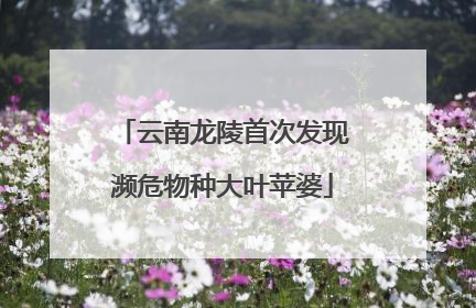 云南龙陵首次发现濒危物种大叶苹婆