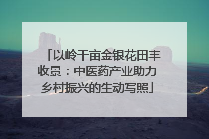 以岭千亩金银花田丰收景：中医药产业助力乡村振兴的生动写照