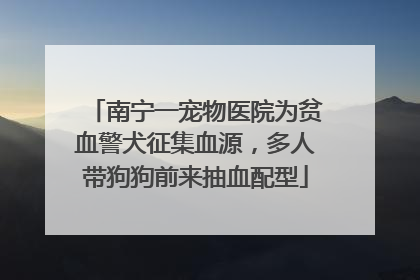 南宁一宠物医院为贫血警犬征集血源，多人带狗狗前来抽血配型