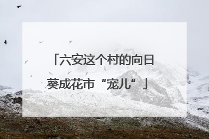 六安这个村的向日葵成花市“宠儿”