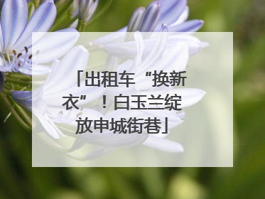 出租车“换新衣”！白玉兰绽放申城街巷