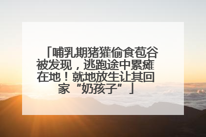 哺乳期猪獾偷食苞谷被发现，逃跑途中累瘫在地！就地放生让其回家“奶孩子”