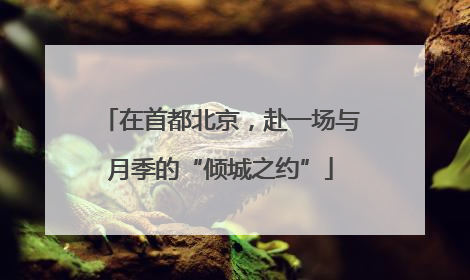 在首都北京，赴一场与月季的“倾城之约”