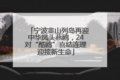 宁波韭山列岛再迎中华凤头燕鸥，24对“酷鸥”喜结连理迎接新生命