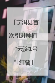 宁洱县首次引进种植“云淀1号”红薯