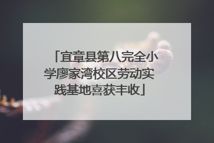 宜章县第八完全小学廖家湾校区劳动实践基地喜获丰收