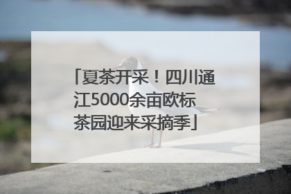 夏茶开采！四川通江5000余亩欧标茶园迎来采摘季