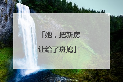 她，把新房让给了斑鸠