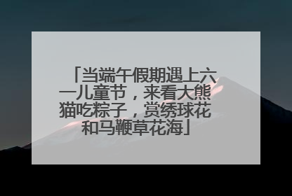 当端午假期遇上六一儿童节，来看大熊猫吃粽子，赏绣球花和马鞭草花海