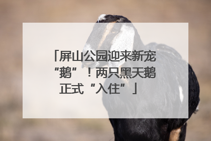 屏山公园迎来新宠“鹅”！两只黑天鹅正式“入住”