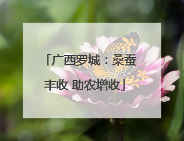广西罗城：桑蚕丰收 助农增收
