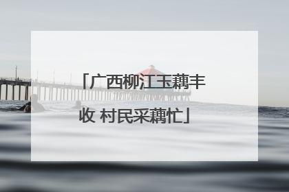 广西柳江玉藕丰收 村民采藕忙