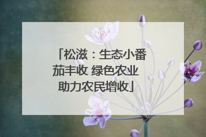 松滋：生态小番茄丰收 绿色农业助力农民增收
