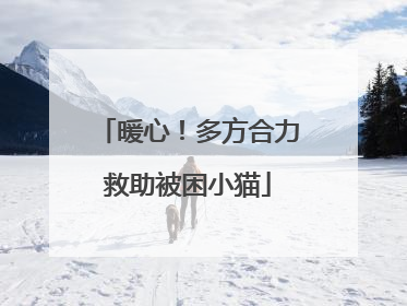 暖心！多方合力救助被困小猫