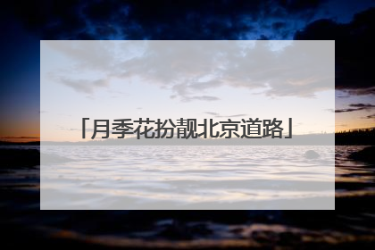 月季花扮靓北京道路