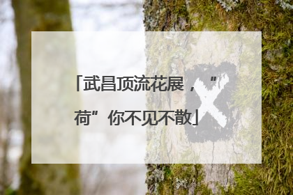 武昌顶流花展，“荷”你不见不散