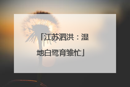 江苏泗洪：湿地白鹭育雏忙