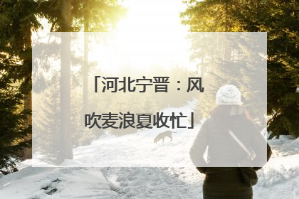 河北宁晋：风吹麦浪夏收忙
