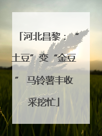 河北昌黎：“土豆”变“金豆” 马铃薯丰收采挖忙