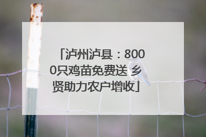 泸州泸县：8000只鸡苗免费送 乡贤助力农户增收