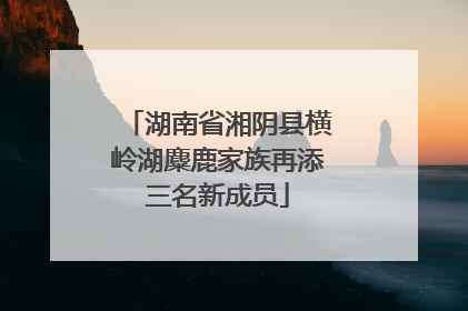 湖南省湘阴县横岭湖麋鹿家族再添三名新成员