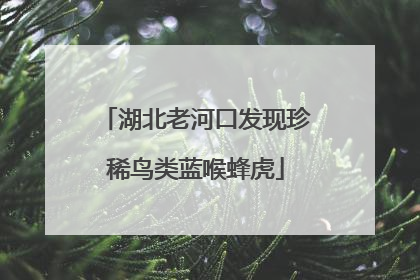 湖北老河口发现珍稀鸟类蓝喉蜂虎