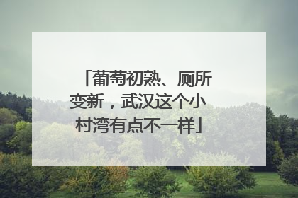 葡萄初熟、厕所变新，武汉这个小村湾有点不一样