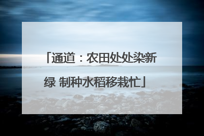通道：农田处处染新绿 制种水稻移栽忙