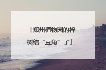 郑州植物园的梓树结“豆角”了
