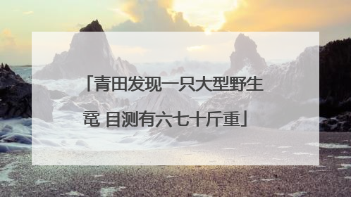 青田发现一只大型野生鼋 目测有六七十斤重