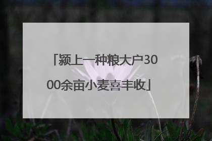 颍上一种粮大户3000余亩小麦喜丰收
