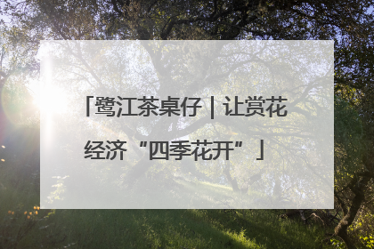 鹭江茶桌仔｜让赏花经济“四季花开”